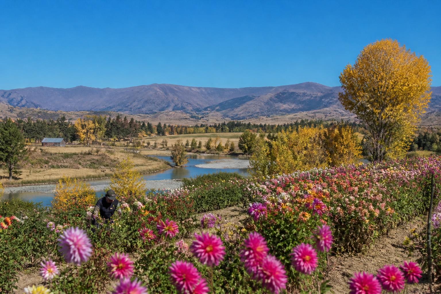 Montana Pulse Market: Navigating Export Dynamics and Harvest Logistics