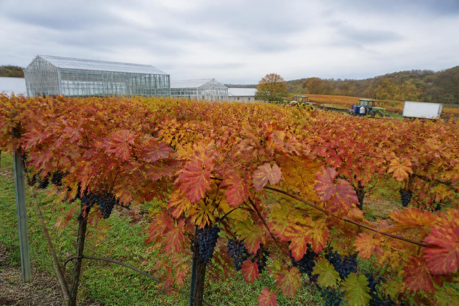 Ohio Harvest Outlook: Navigating Variability and Infrastructure as Field Work Accelerates