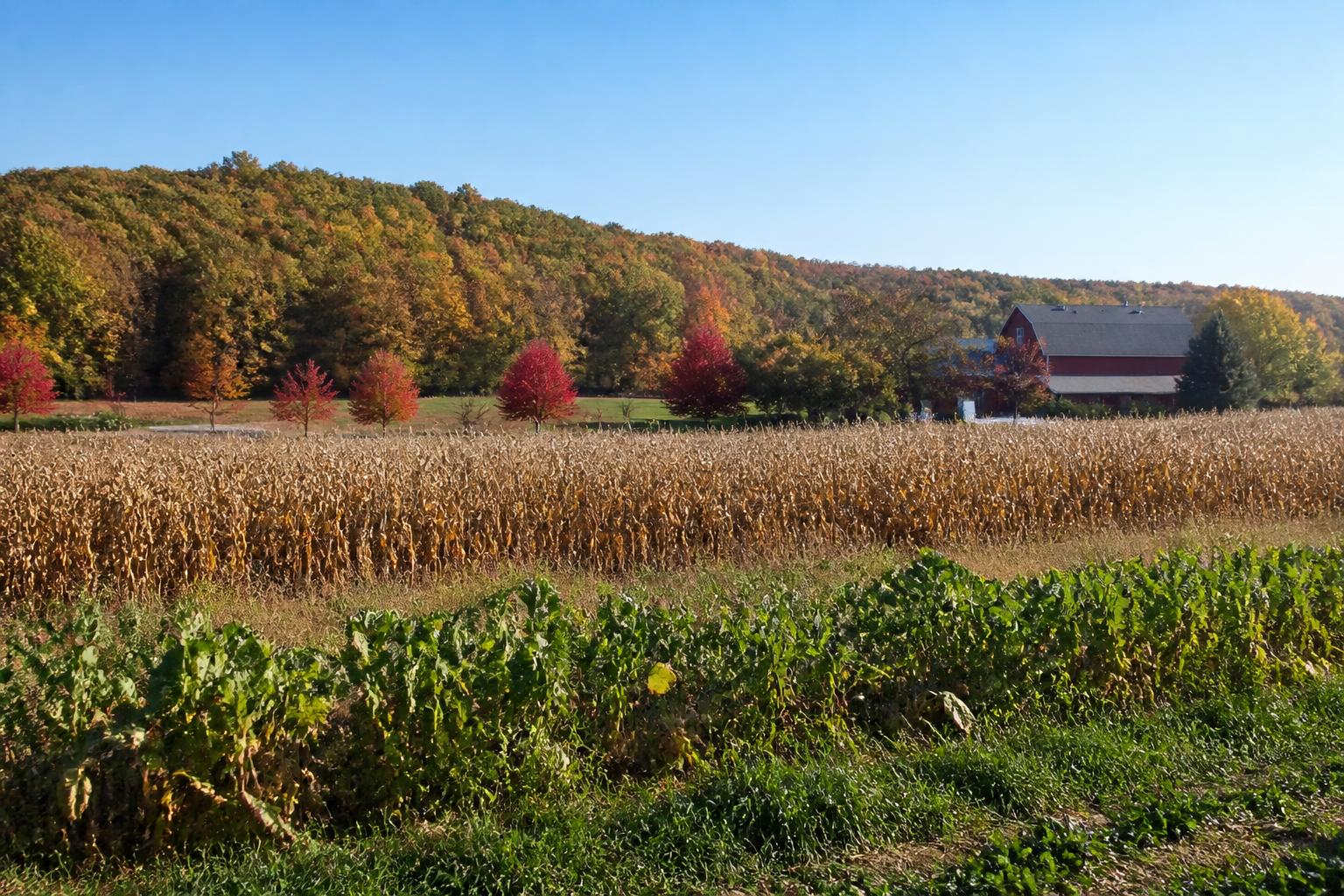 Managing Emerging Weed Pressures and Conservation Investments in New York Agriculture