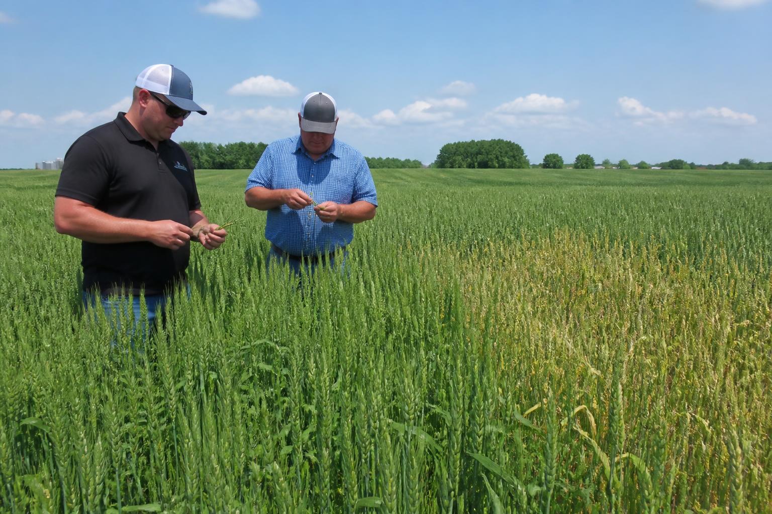 Missouri Grain Market Update: Wheat Harvest Highs, Tar Spot Arrival, and Input Cost Scrutiny
