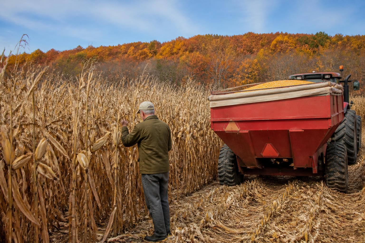 Colorado Grain Markets: Navigating Seed Technology Costs and Program Decisions - AgroPost