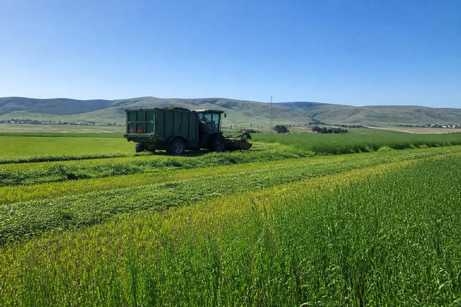 Utah Grain and Feed Markets Confront Summer Drought and Rising Input Costs