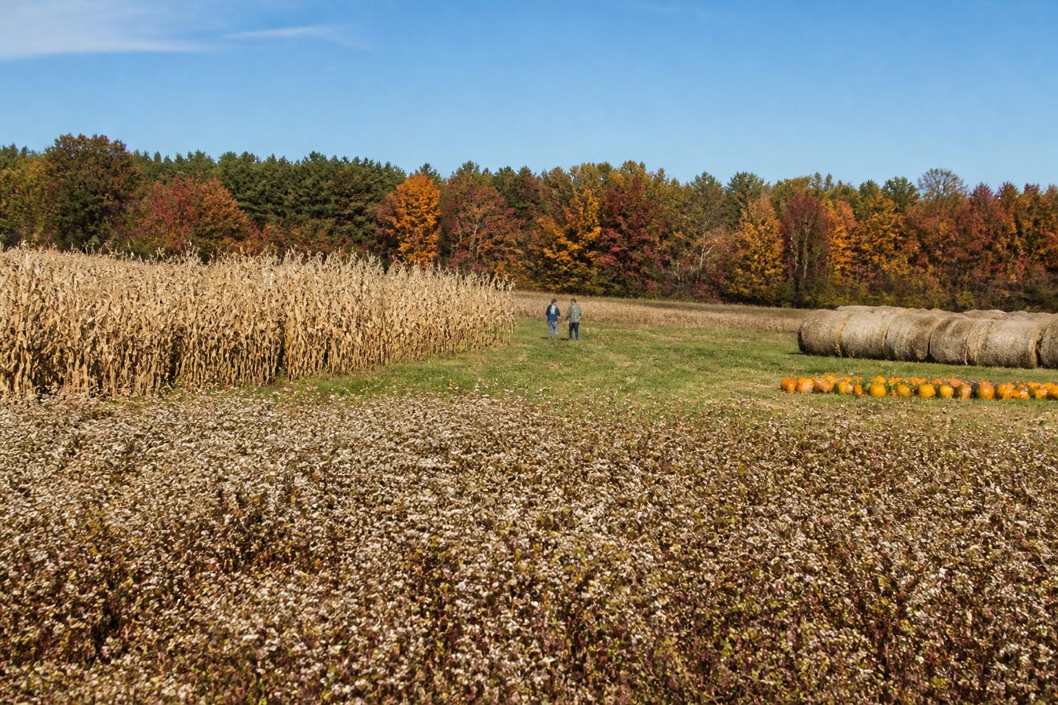 Cooling Temperatures Impact Field Dry-Down and Logistics as Michigan Harvest Advances - AgroPost