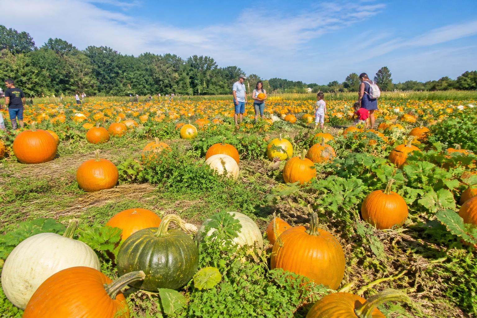 Florida Grain Market Outlook: Navigating Seasonal Pressures and Global Trends - AgroPost