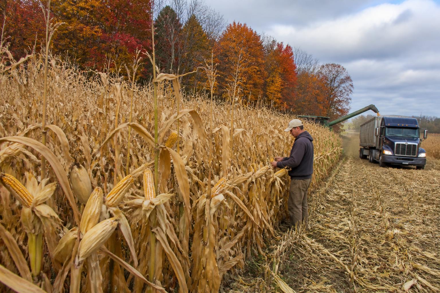 Pennsylvania Harvest Logistics: Navigating Field Conditions and Market Flow - AgroPost