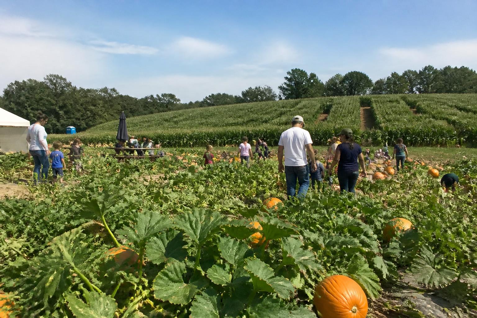 New Hampshire Grain and Feed: Collaborative Marketing and Viability Strategies for Summer