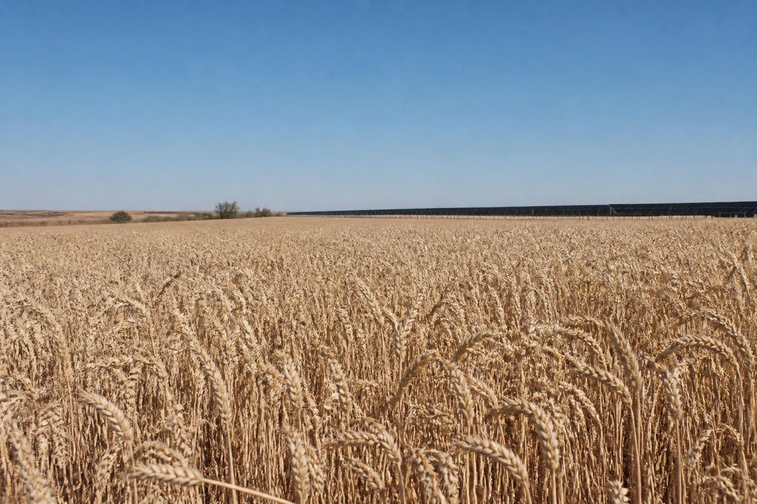 Colorado Wheat Market Update: Balancing Drought Risks and Export Headwinds - AgroPost