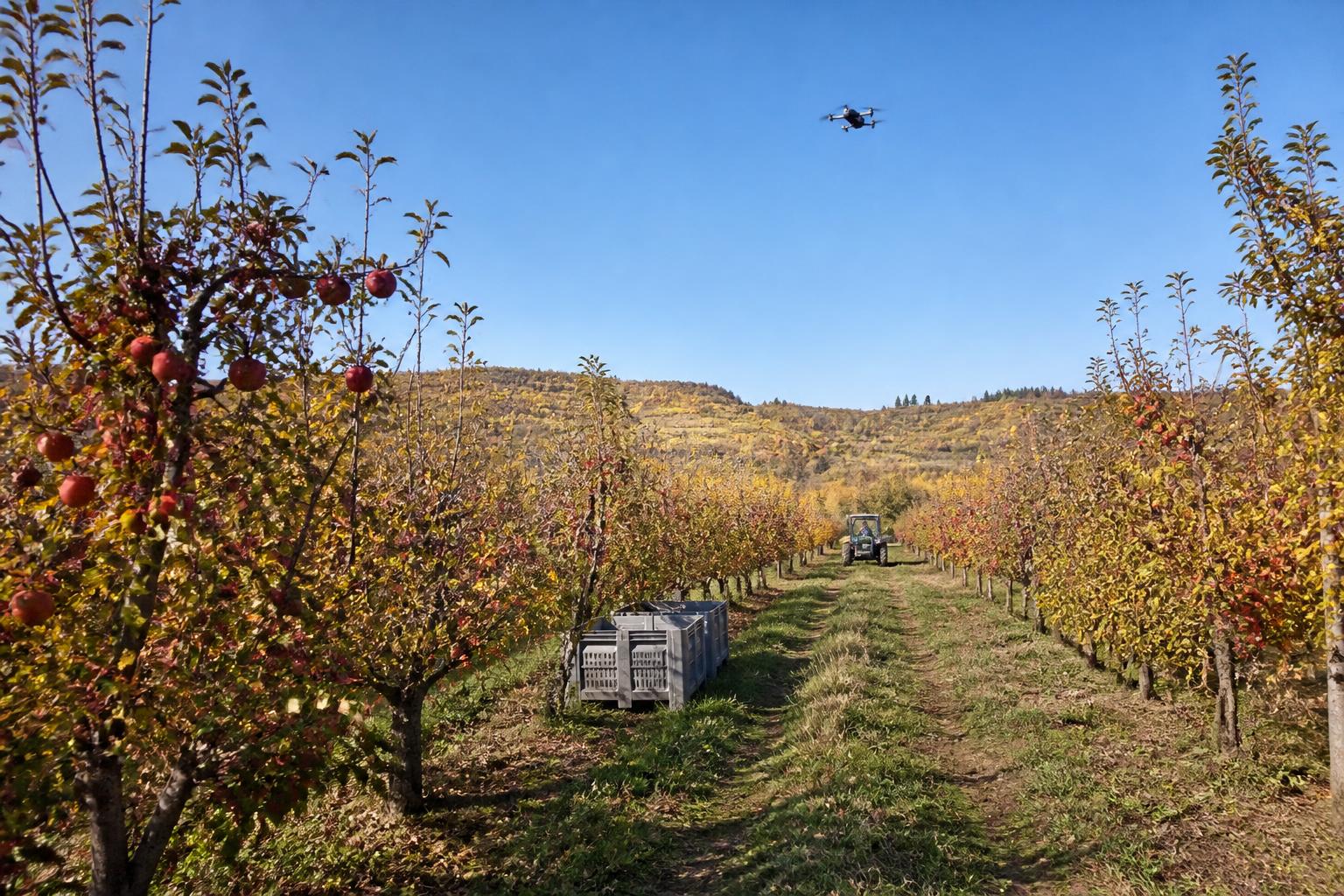 Washington Growers Navigate Tightened Margins Amid Fall Harvest Pressures - AgroPost