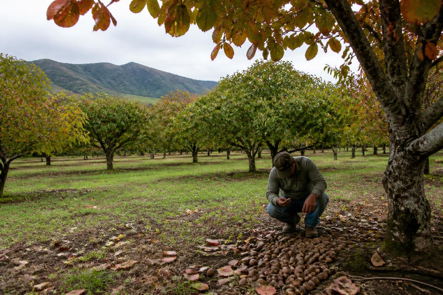 Navigating New Origin Disclosure Standards for Hawaii Macadamia Producers - AgroPost