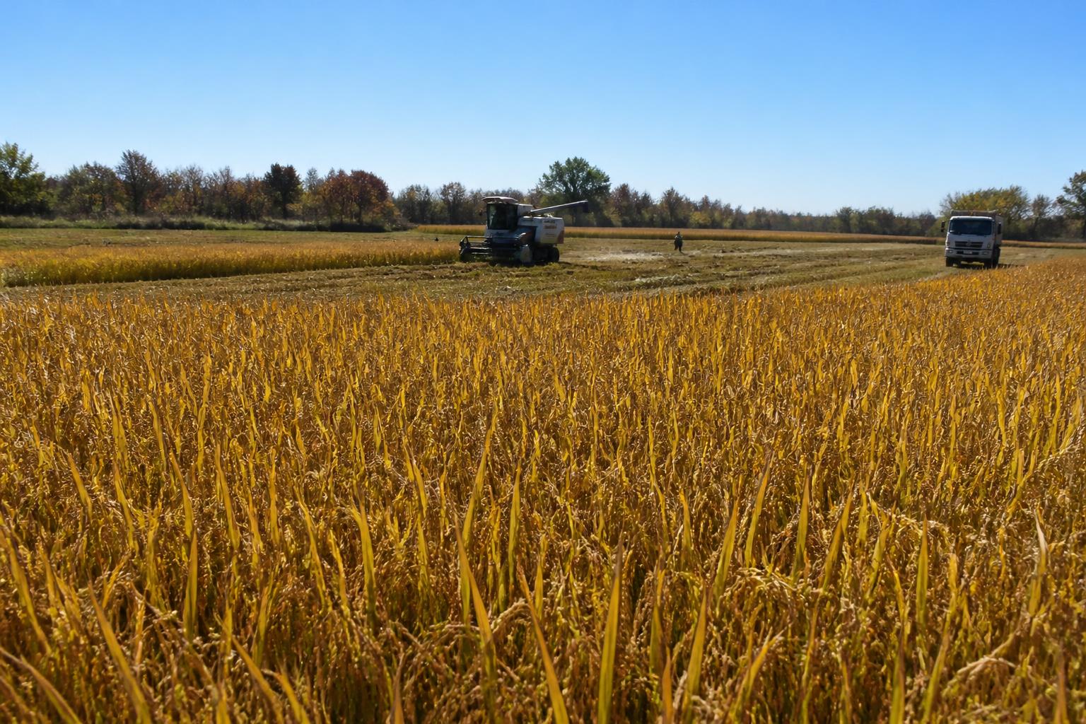 California Grain Market Brief: Navigating Operational Shifts and Input Stability - AgroPost