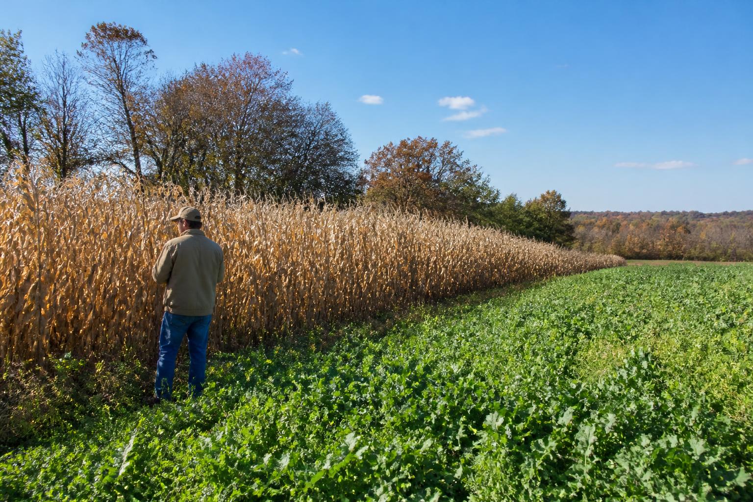 Texas Grain Logistics: Assessing Fall Harvest Transport Hurdles - AgroPost