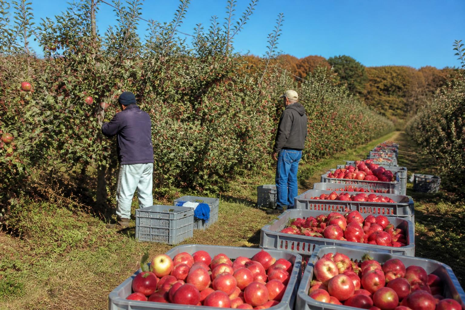 New Jersey Harvest Update: Navigating Seasonal Challenges and Economic Hurdles - AgroPost