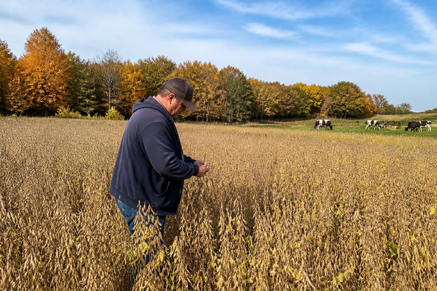 Indiana Harvest Logistics: Managing Disease Pressure and Crop Quality - AgroPost