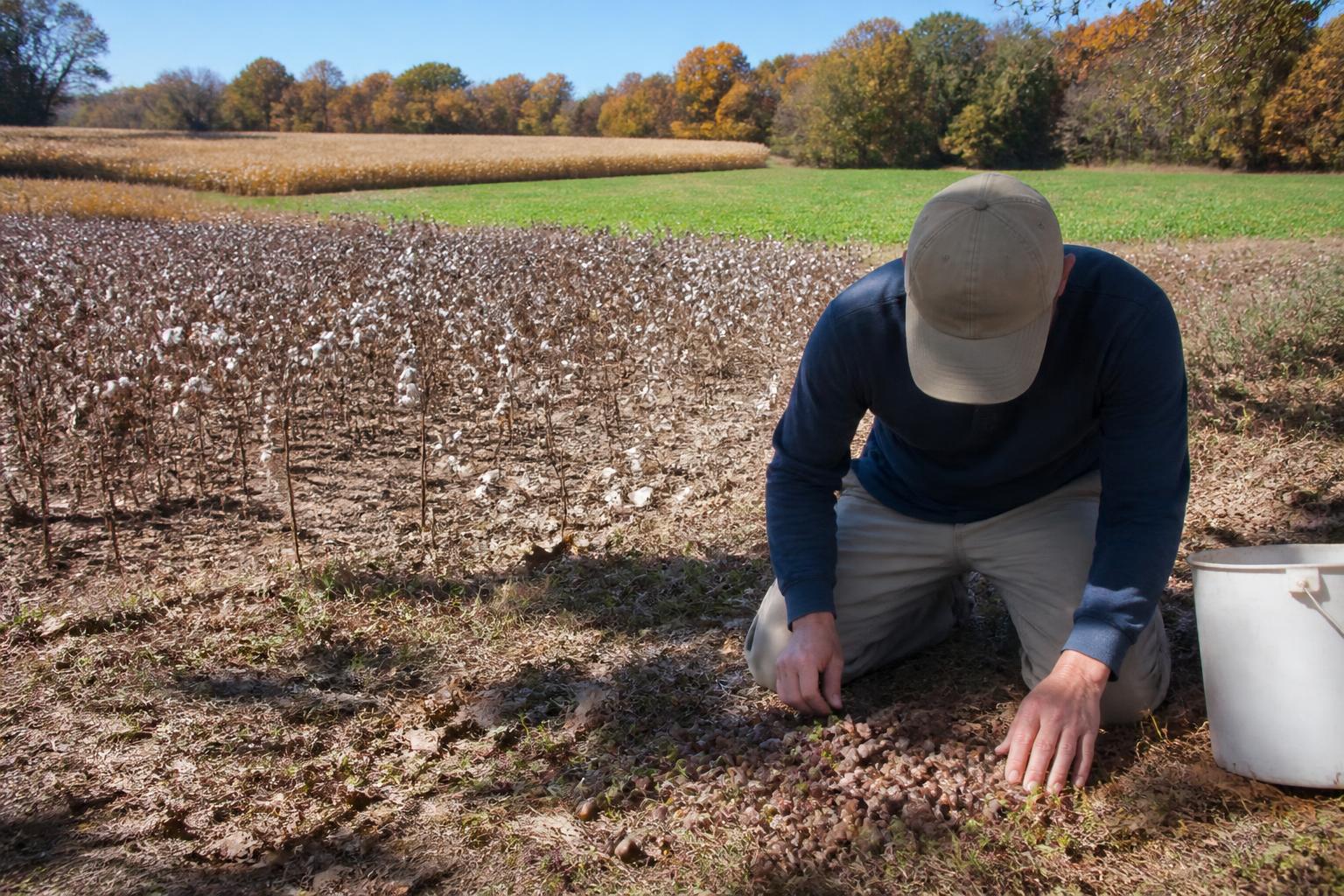 Tennessee Fall Outlook: Navigating Yield Success Amid Rising Input Pressures - AgroPost