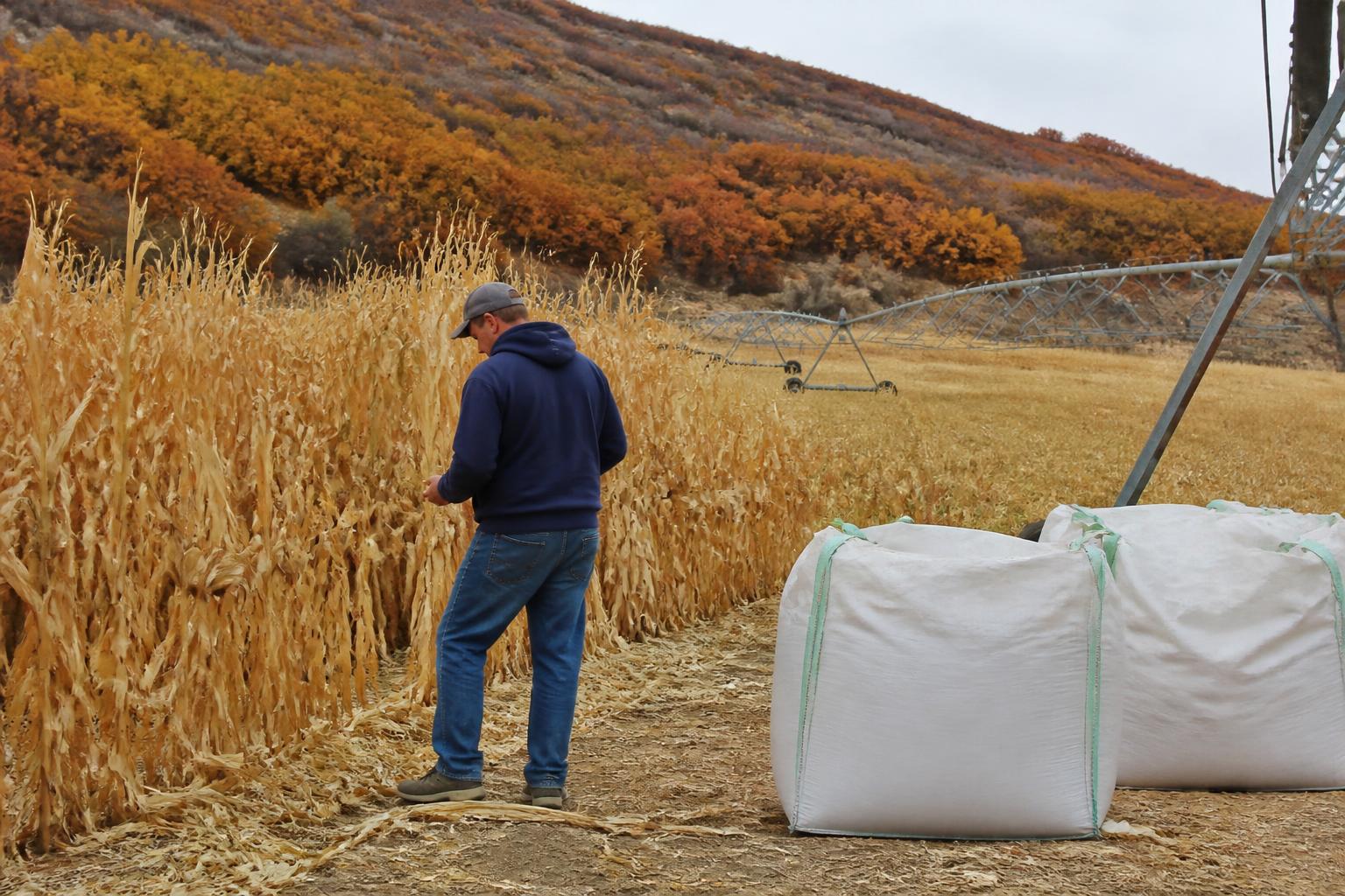 Utah Market Pulse: Navigating Fertilizer Costs and Regional Resource Constraints - AgroPost