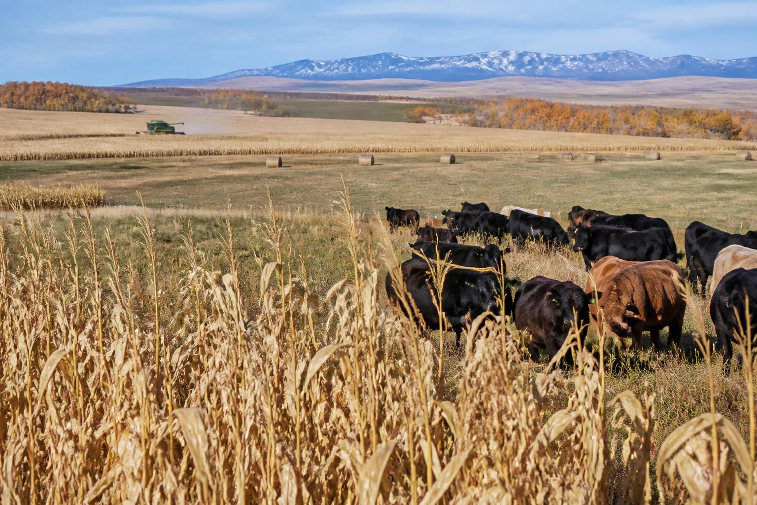 Strengthening Montana Harvest Resilience: Protective Strategies for Fall - AgroPost