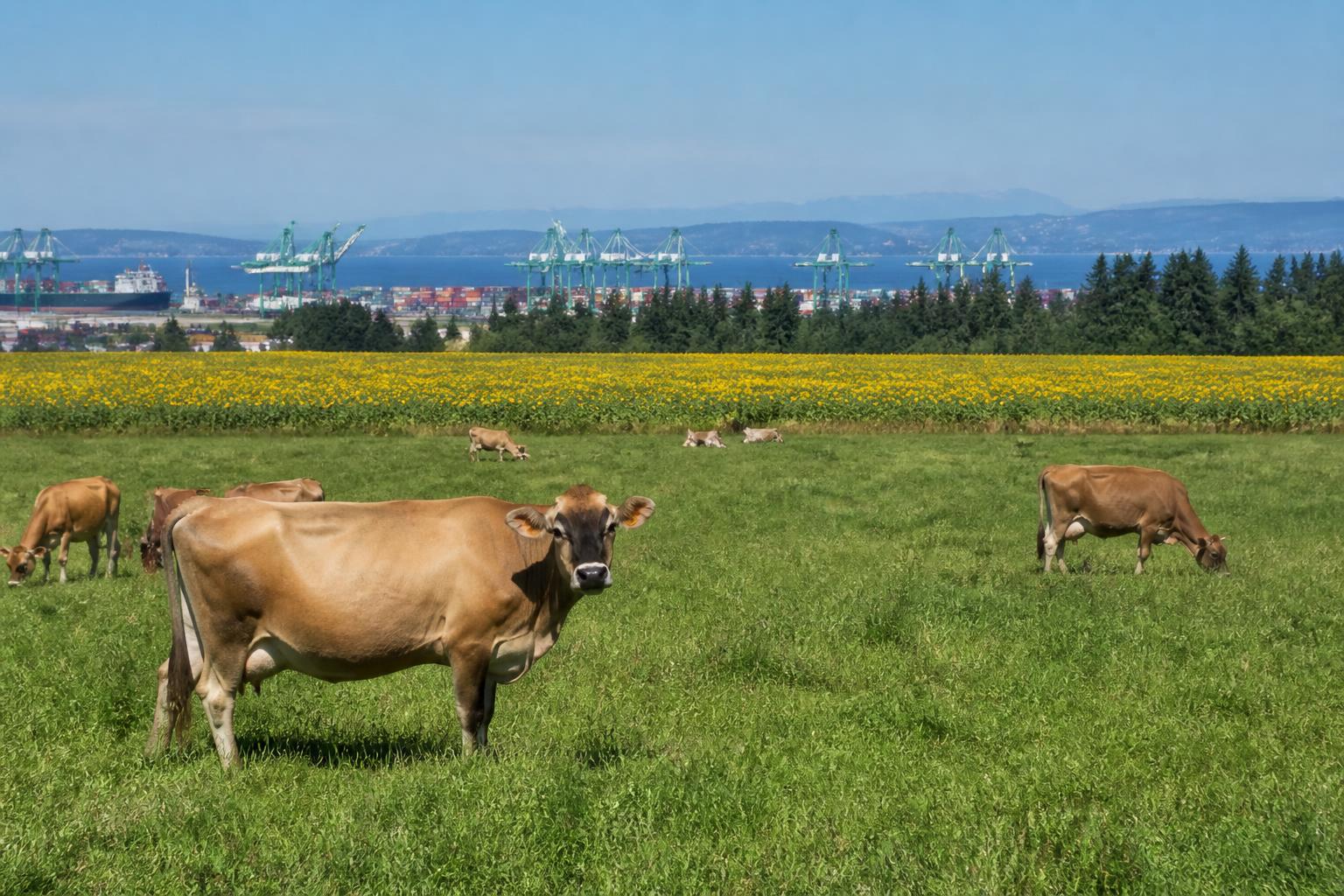 Oregon Agrologistics: Navigating Shipping Challenges and Infrastructure Upgrades