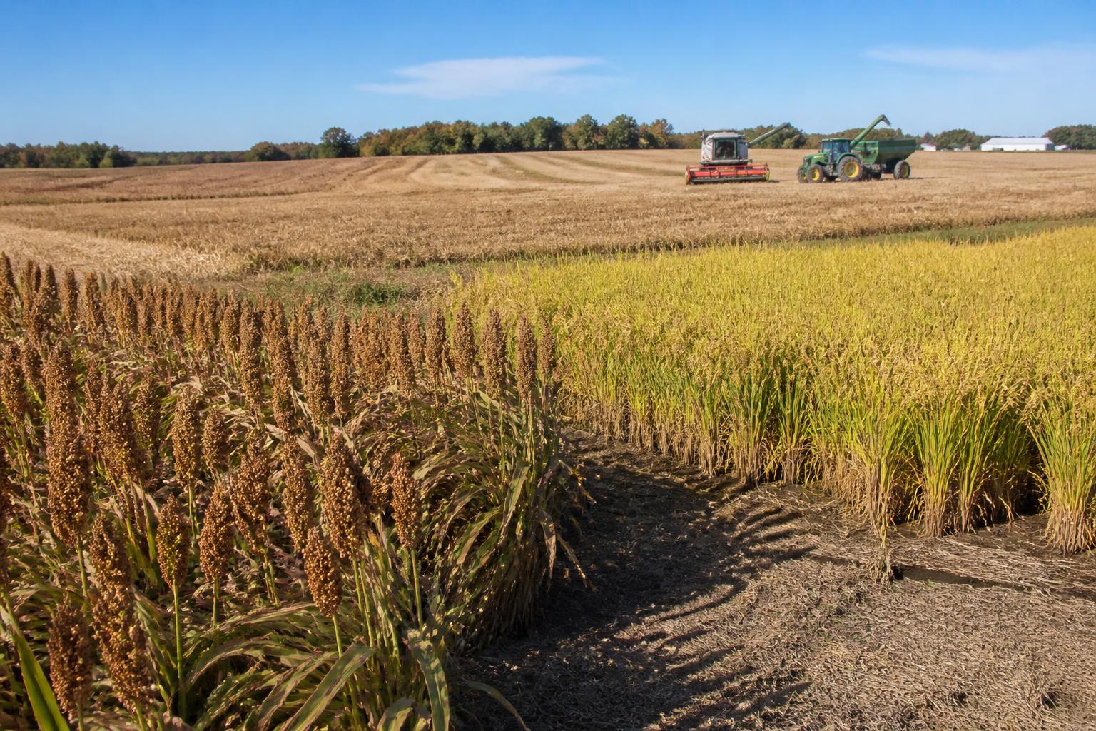 Actualización de Cosecha de Arkansas: Eficiencia y Resiliencia de Campo a Medida que la Temporada Termina