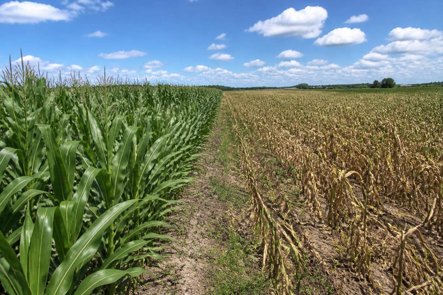 Florida Grain and Sweet Corn Outlook: Weather Setbacks and Real Estate Pressures Constrain Summer Supplies