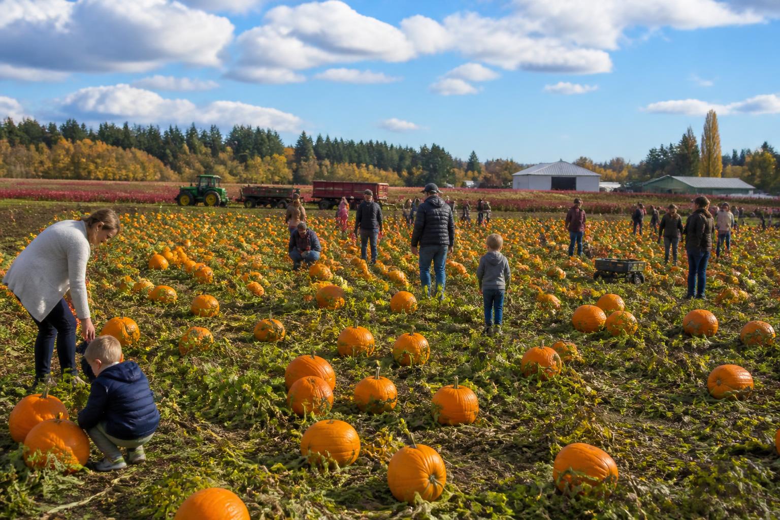 Oregon Fertilizer Outlook: Managing Input Costs Amidst Harvest Logistics - AgroPost