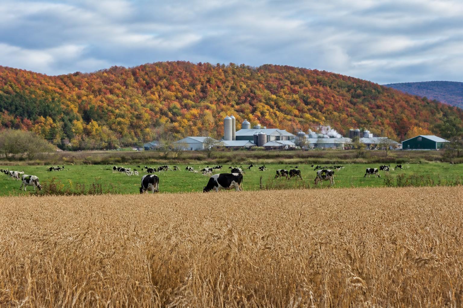 Navigating Headwinds: Vermont Ag Market Update for Late October - AgroPost