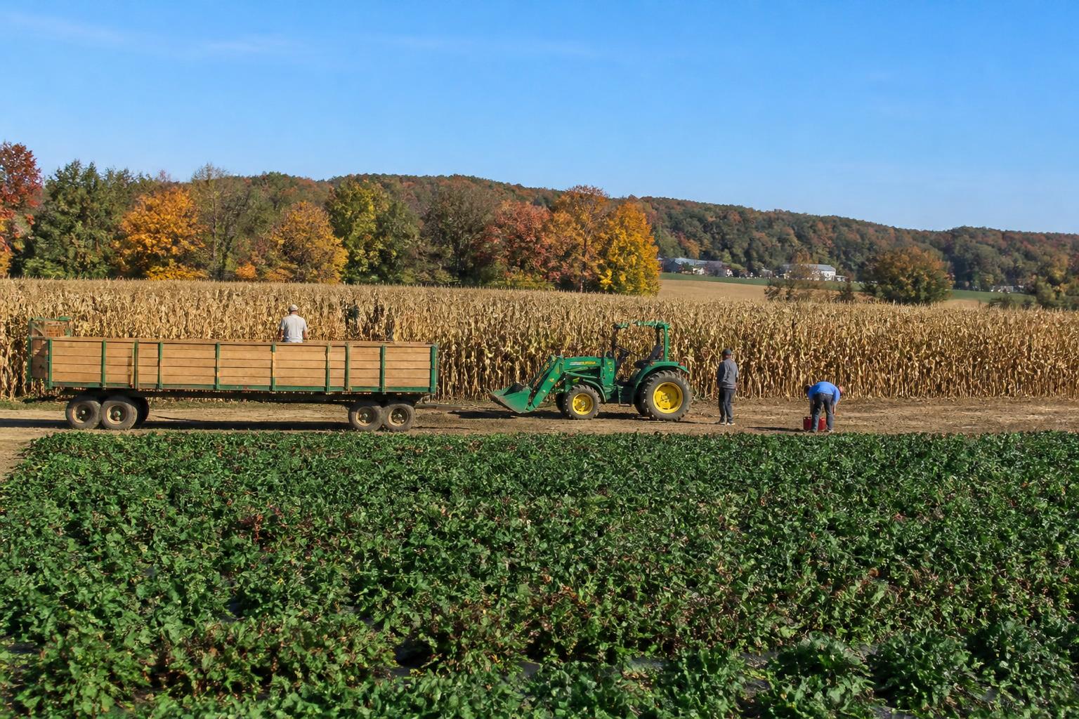 Connecticut Grain Outlook: Navigating Volatile Market Conditions This Fall - AgroPost
