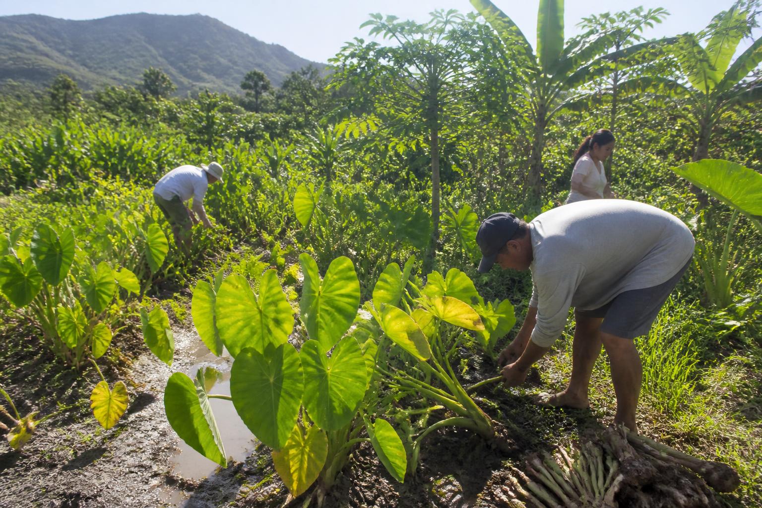 Optimizando Estrategias de Fertilización para los Paisajes de Cultivos en Evolución de Hawái - AgroPost