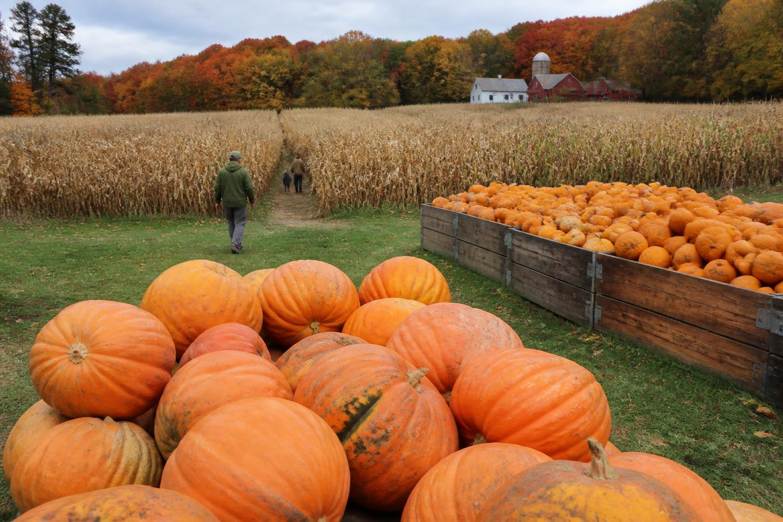 Managing Crop Resilience and Resource Protection in Maine’s Late Fall - AgroPost