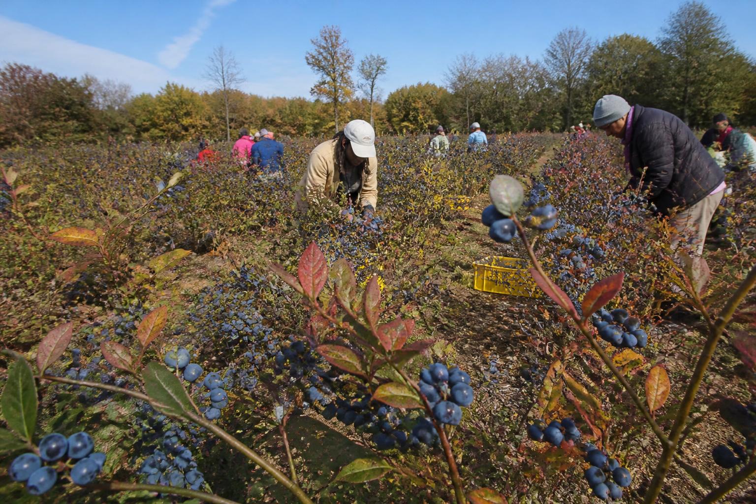 Navigating New Jersey Farm Logistics During the Peak Fall Harvest - AgroPost