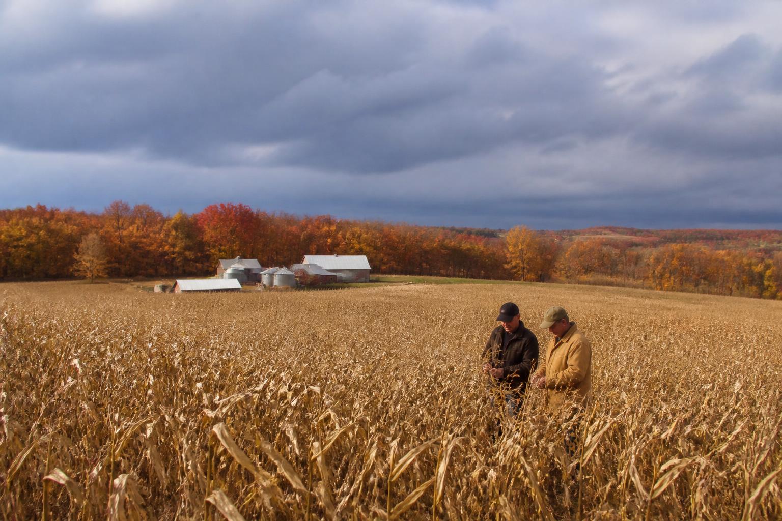 Louisiana Grain Logistics: Navigating Mid-Fall Export Hurdles - AgroPost