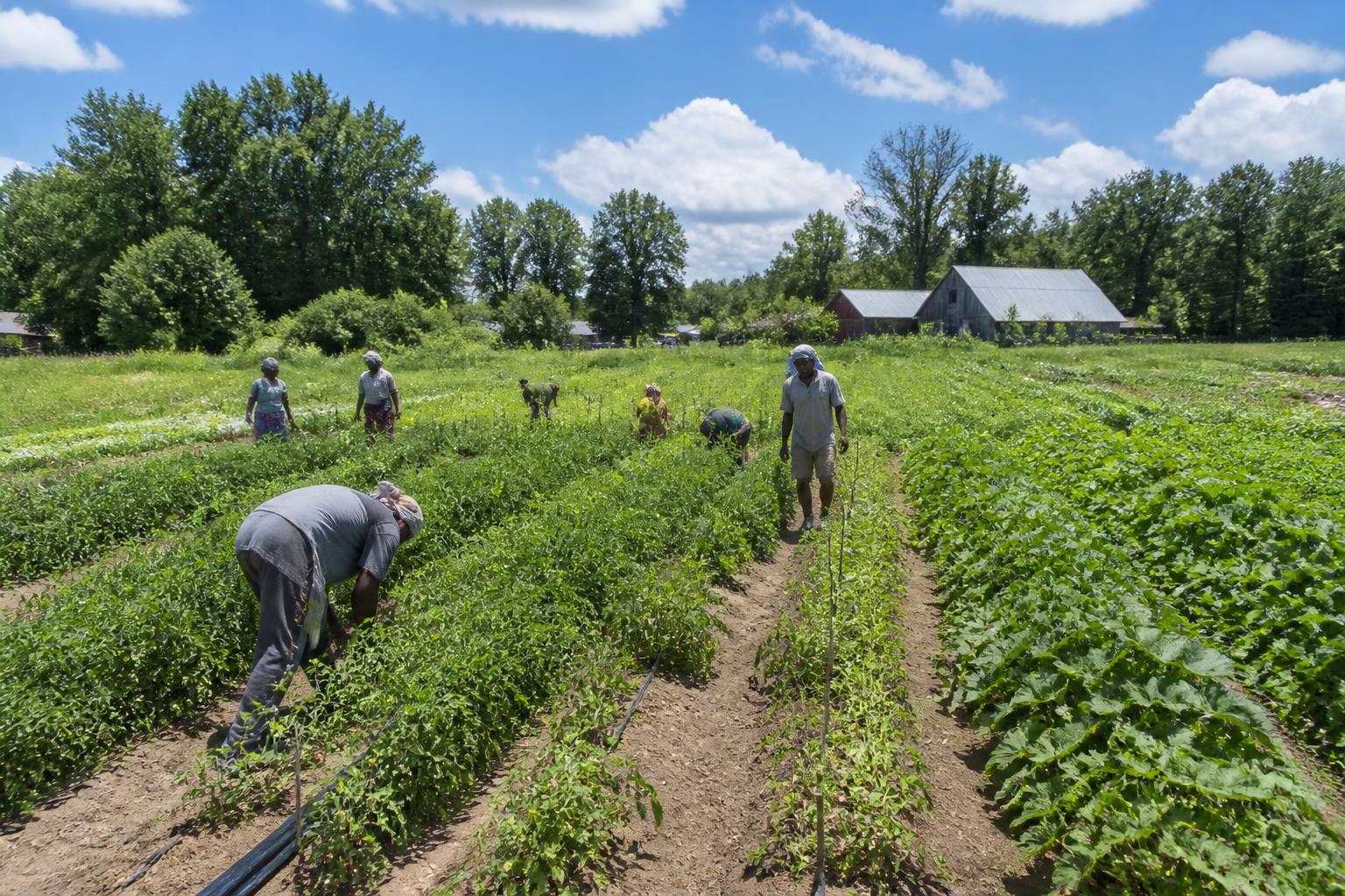 New Hampshire Crop Protection: Managing Dry Summer Conditions and Emerging Threats
