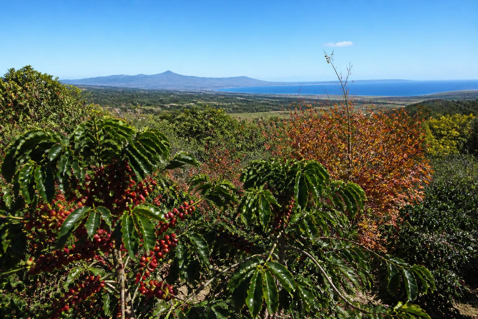 Strengthening Hawaii's Agricultural Supply Chain as Seasonal Pressures Mount - AgroPost