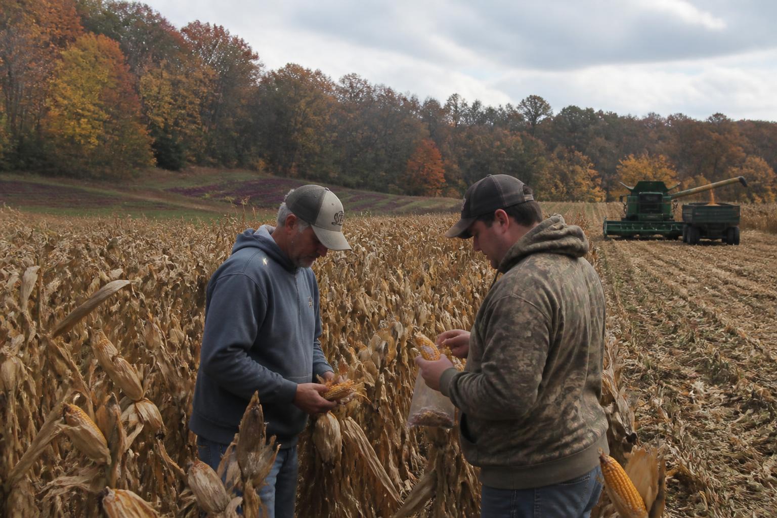 North Carolina Grain Logistics: Managing Aflatoxin Risks and Harvest Throughput