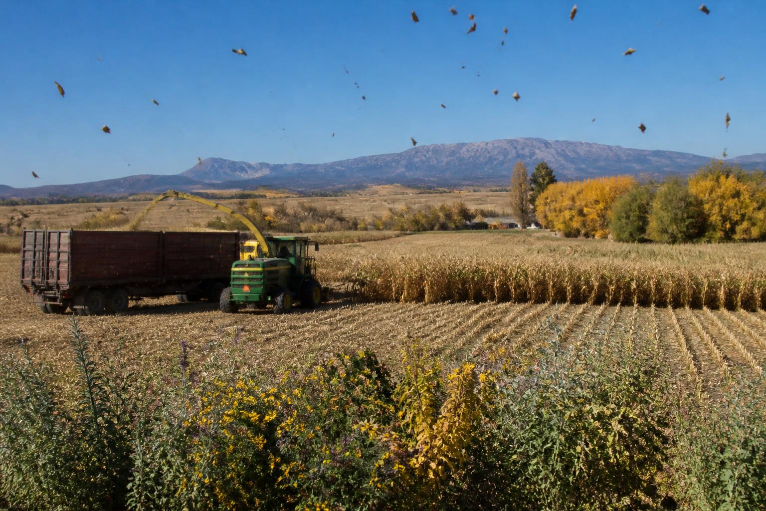 Colorado Input Outlook: Navigating Fertilizer Supply and Logistic Constraints