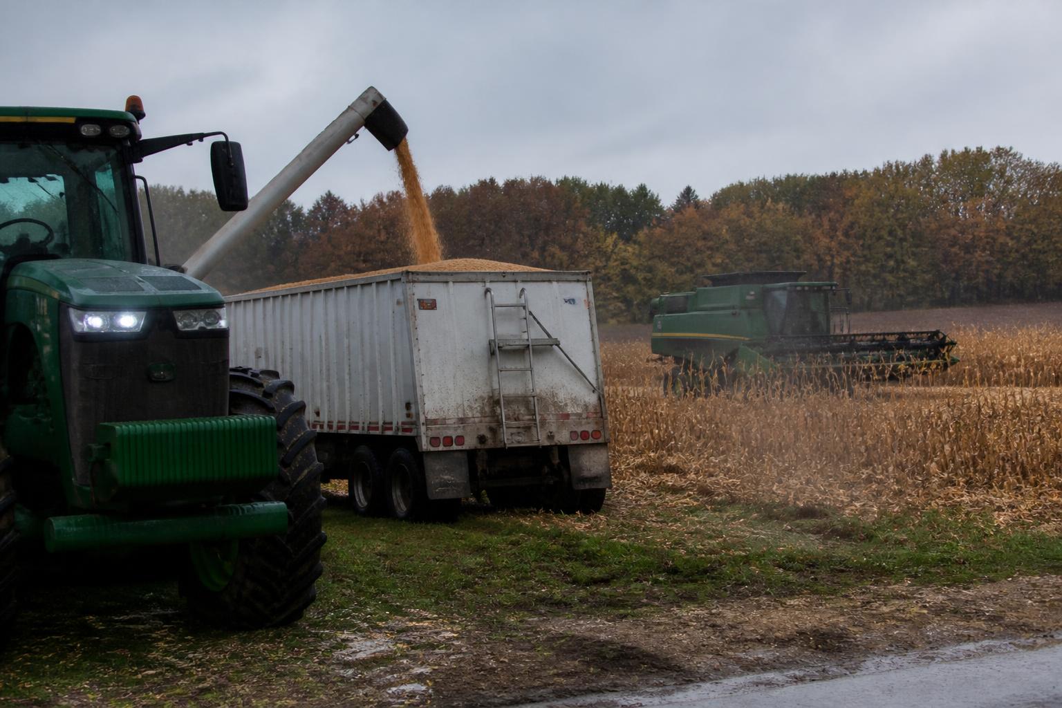 Actualización de la Cosecha en Indiana: Gestionando la Calidad y la Logística Regional en un Otoño Húmedo