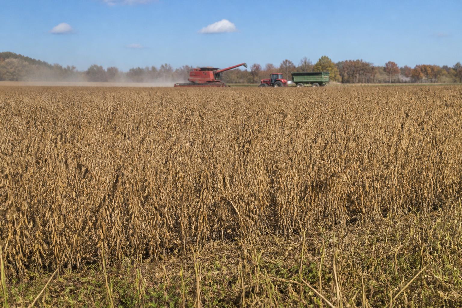 Illinois Growers Navigate Harvest Pressures and Evolving Storage Needs - AgroPost
