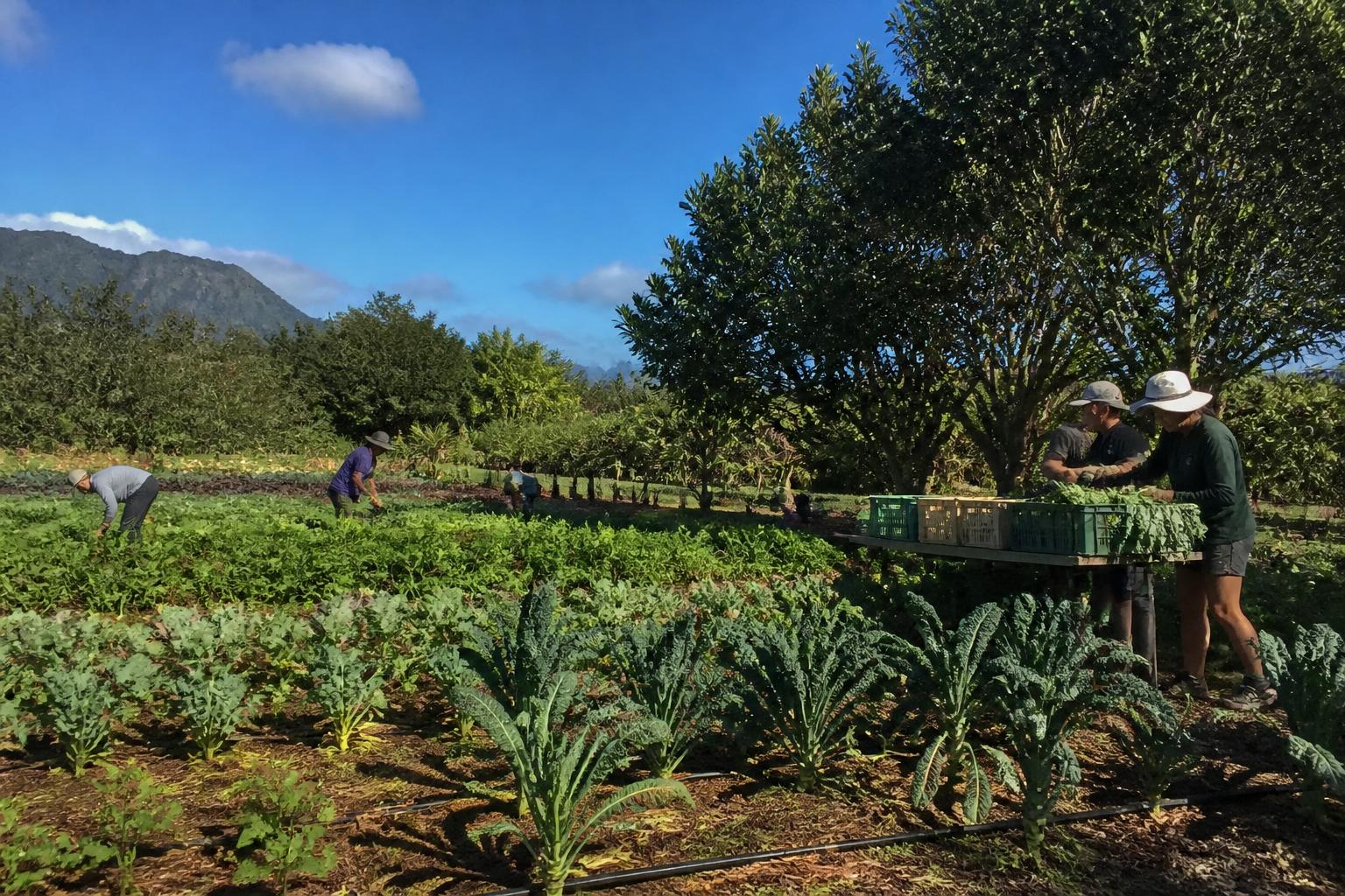Boosting Hawaii Farm Viability: Reducing Import Dependency
