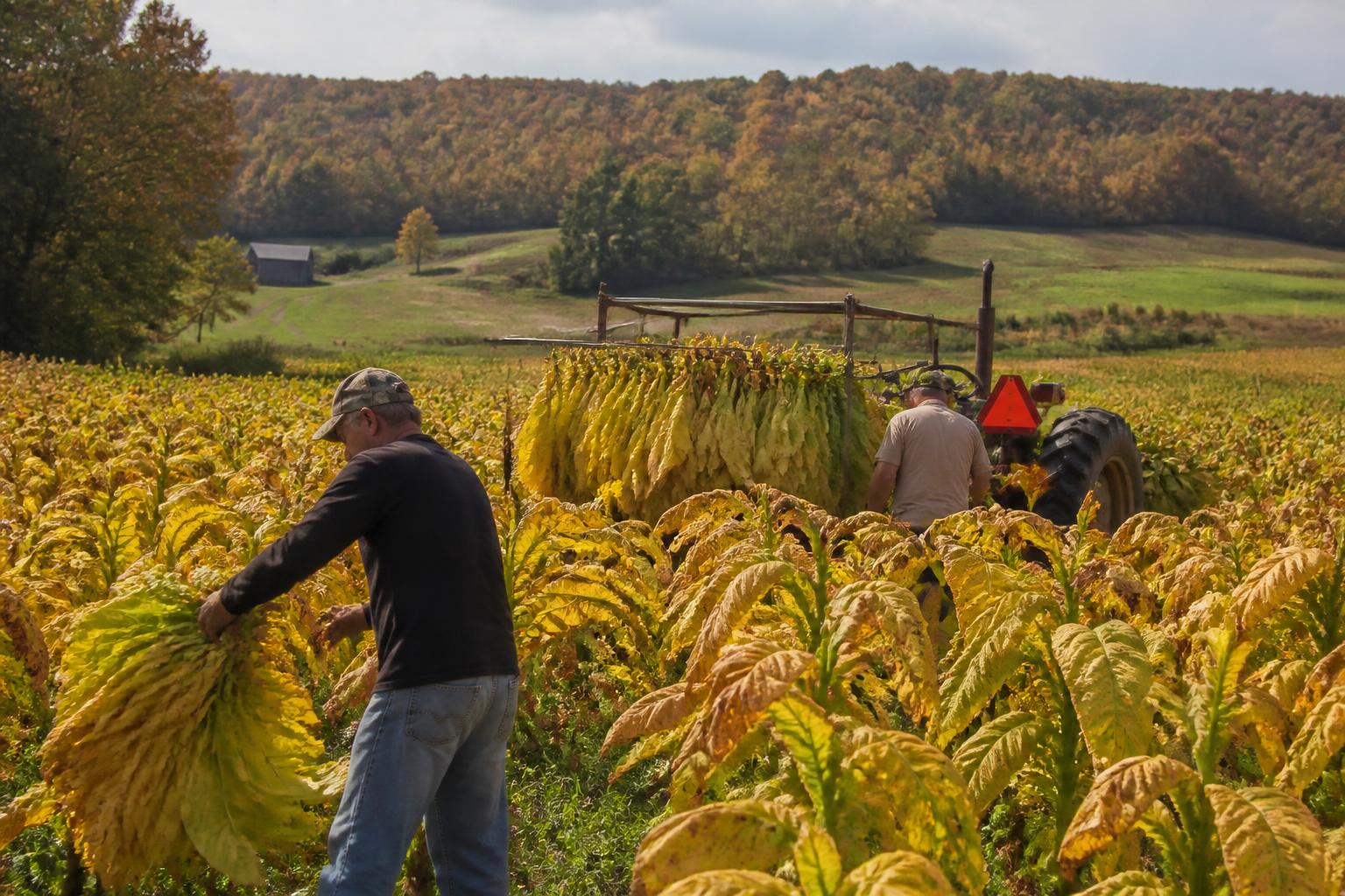 North Carolina Harvest Logistics: Navigating Field Access and Transport Challenges