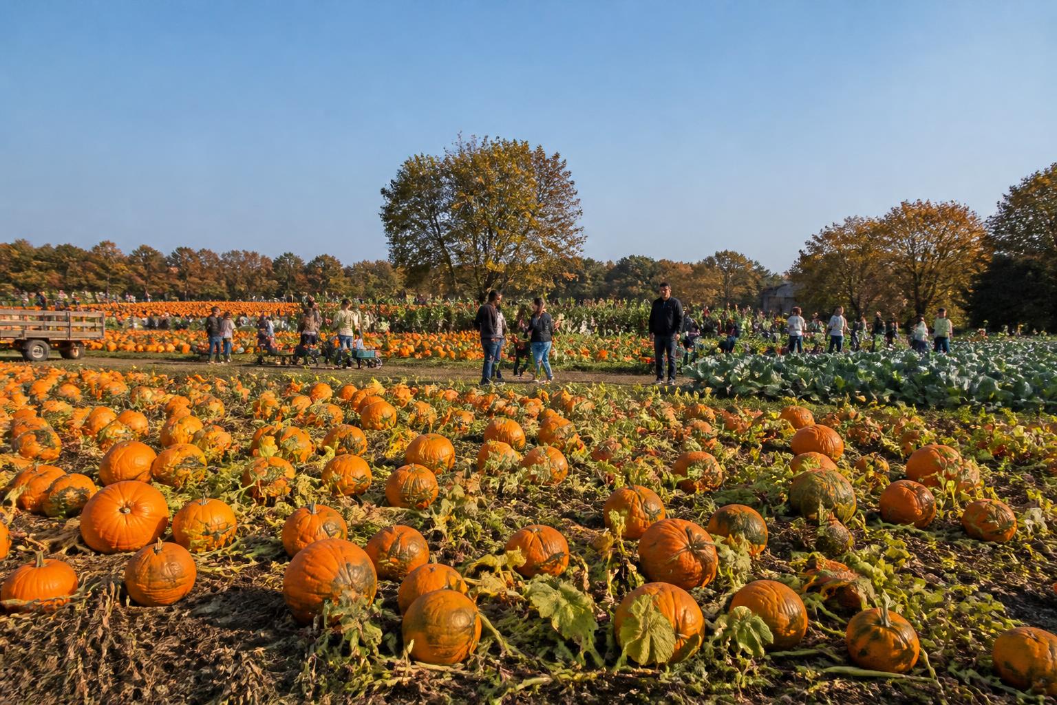 Protecting New Jersey Crop Yields: Managing Late-Season Pests and Soil Health