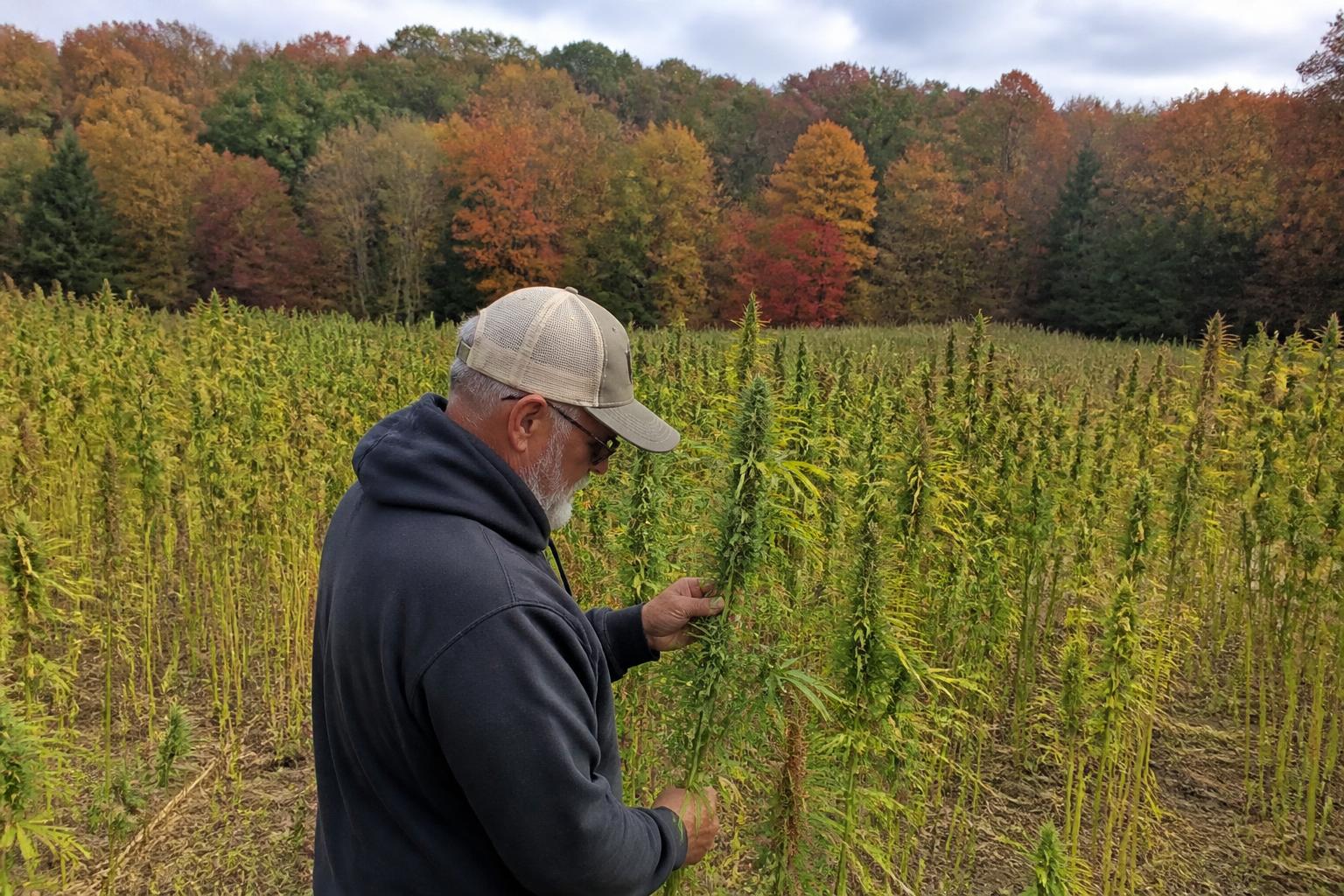 Texas Grain Market Landscape: Balancing Harvest Pressures and Future Stability
