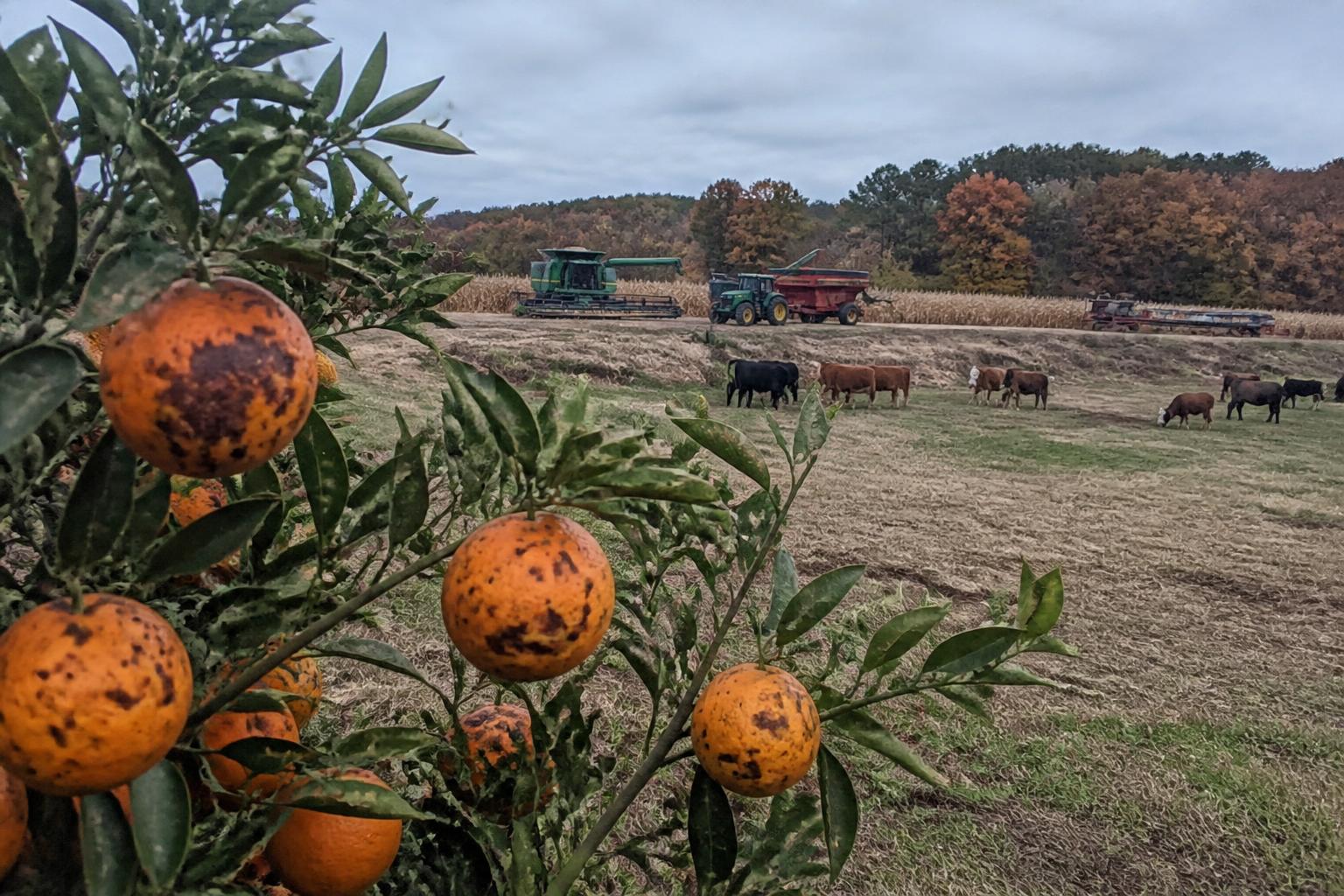 Managing Regional Biosecurity: Citrus Canker Update in Alabama