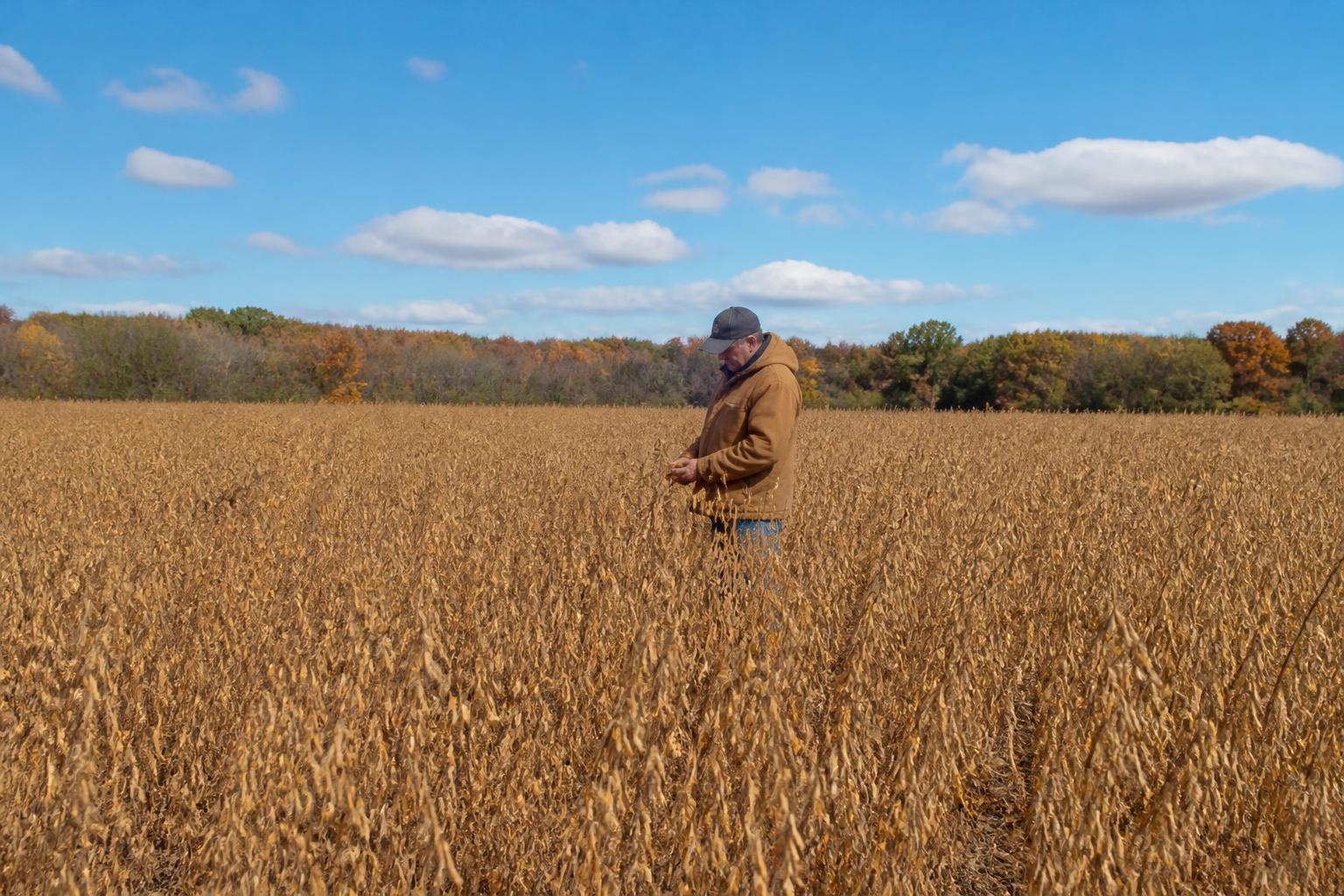 Indiana Harvest Pulse: Logistics and Market Realities as Field Work Nears Completion