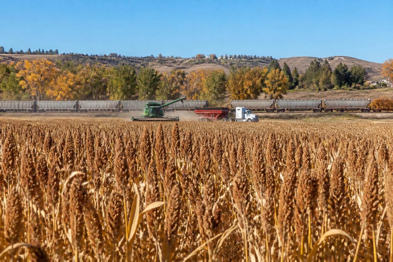 Idaho Grain Logistics: Navigating Late-Fall Transport Trends - AgroPost