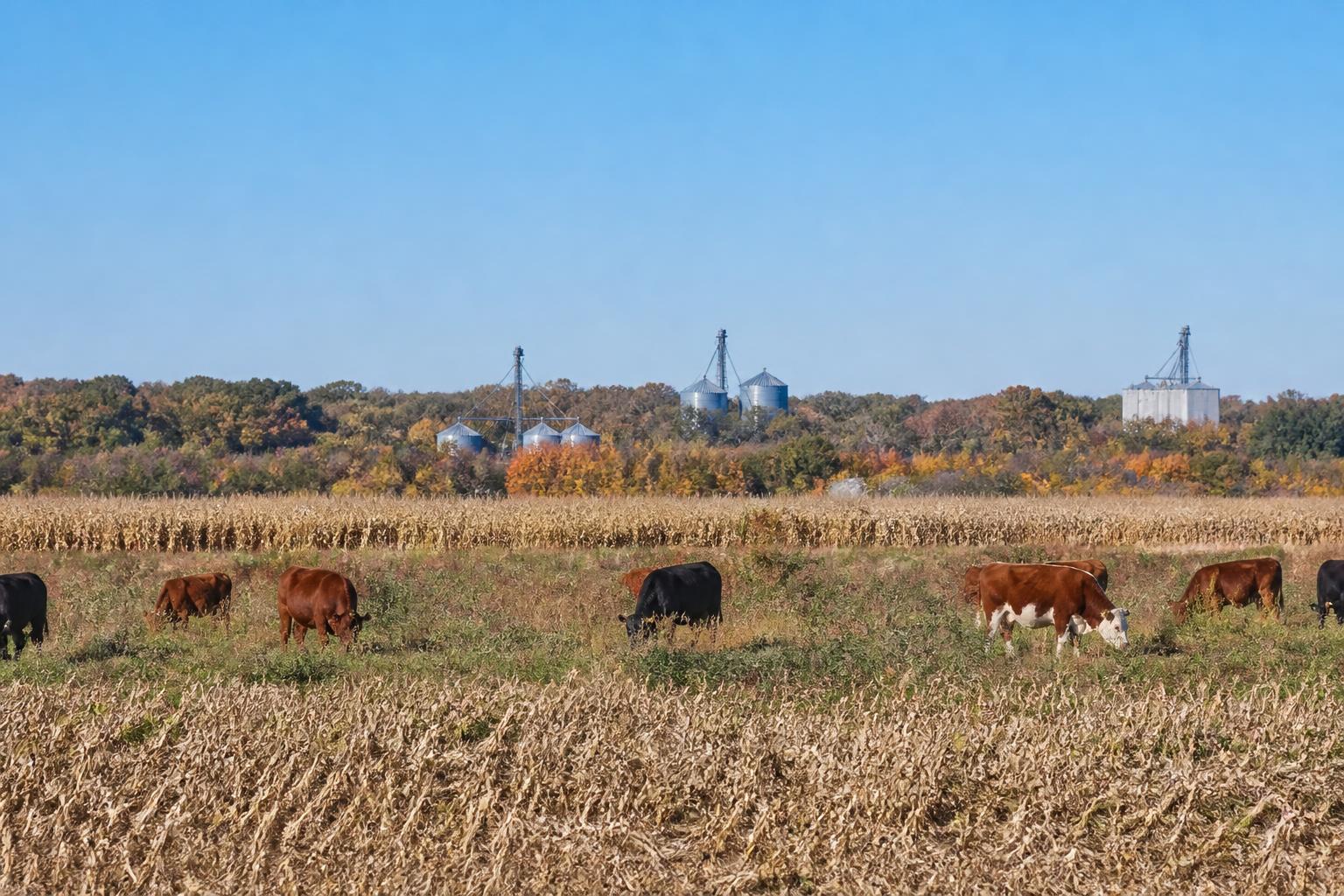 Logística de granos en Minnesota y costos de insumos bajo presión estacional - AgroPost