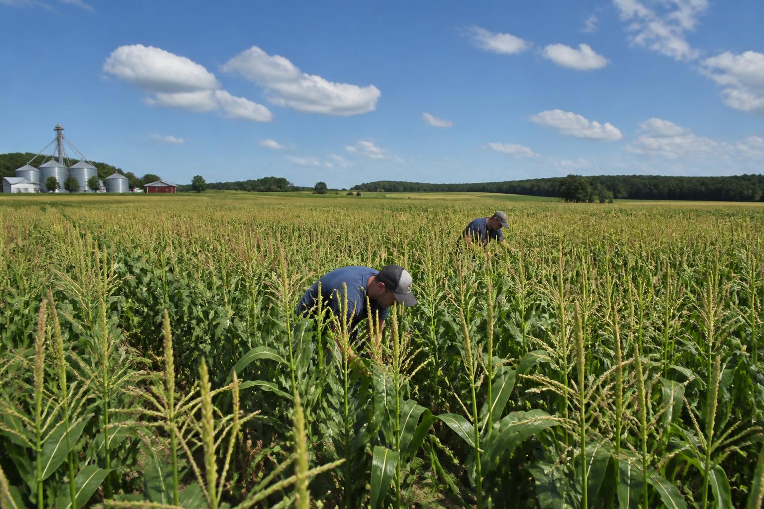 Đạo luật CROP của Alaska Nhằm Tăng Cường Sản Xuất Ngũ Cốc Địa Phương Giữa Thị Trường Quốc Gia Chặt Chẽ