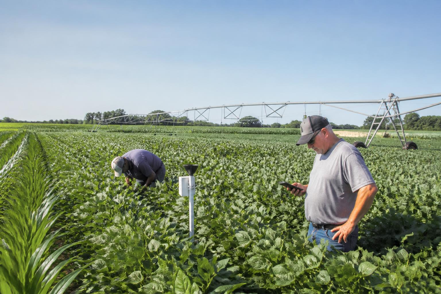 Missouri Crop Protection: Navigating Tar Spot and Weed Escapes Amid Summer Pressures