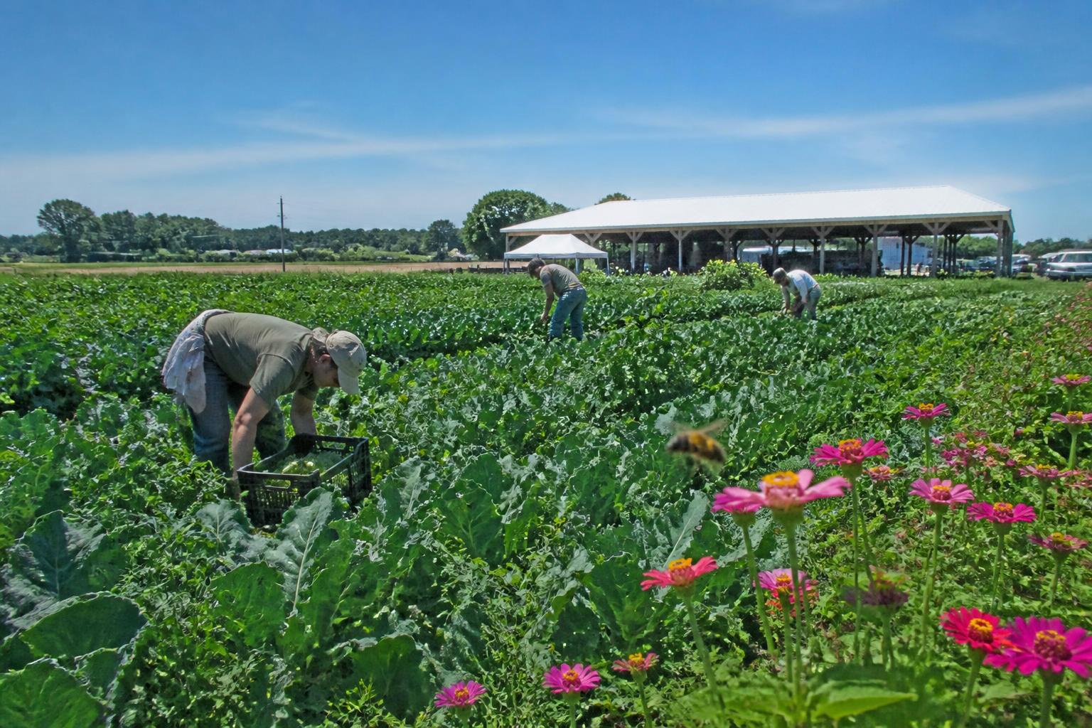 New York Crop Protection: Managing Environmental Risks and Regulatory Shifts in Summer 2026