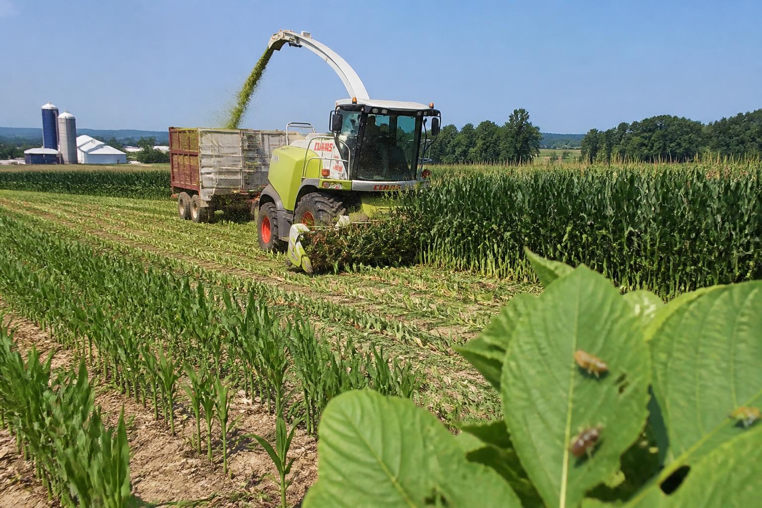 Wisconsin Grain Market: Navigating Summer Infrastructure Shifts and Agronomic Pressures