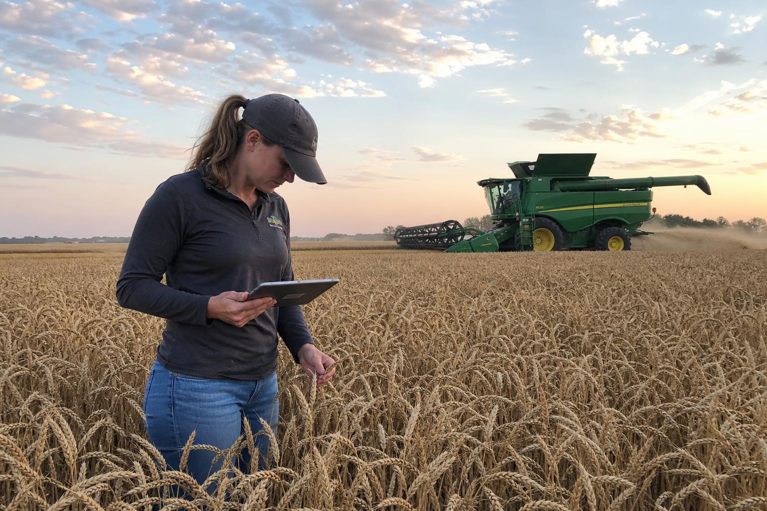 Alabama's Wheat Market: Thriving Through Innovation and Resilience - AgroPost