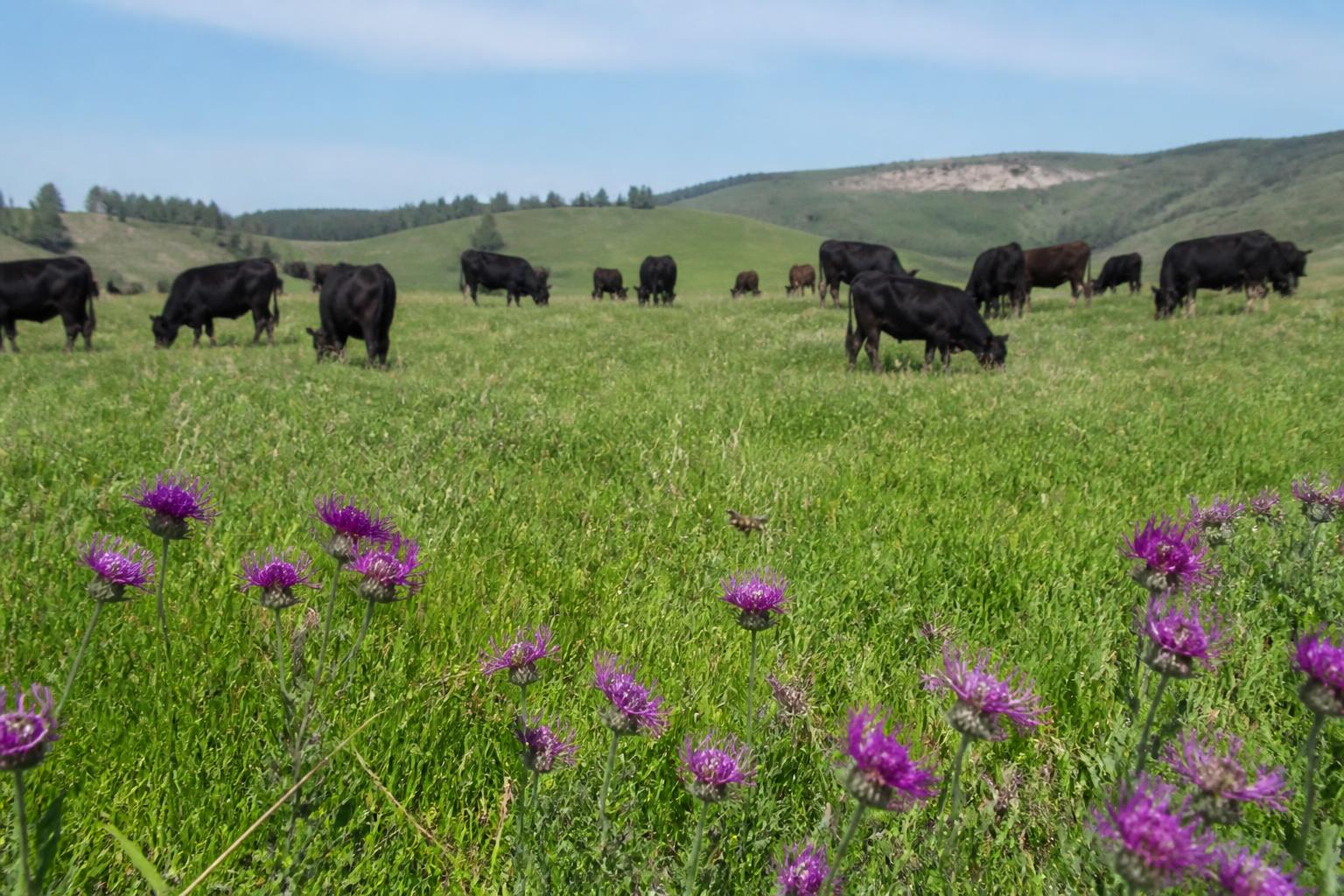 Wyoming Crop Protection: Biological Pest Controls and Drought-Resilient Forage Offer Relief